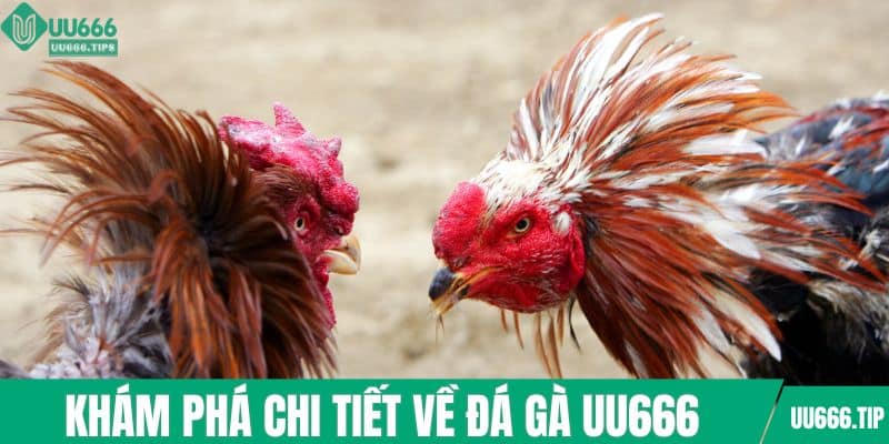 Khám phá chi tiết về đá gà UU666